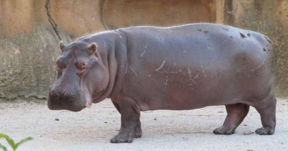 Hipopotam prawie go zabił. Historia, która mrozi krew