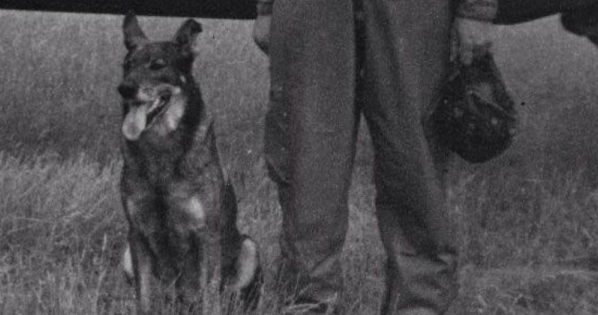 Historia psa, który stał się legendą II wojny światowej
