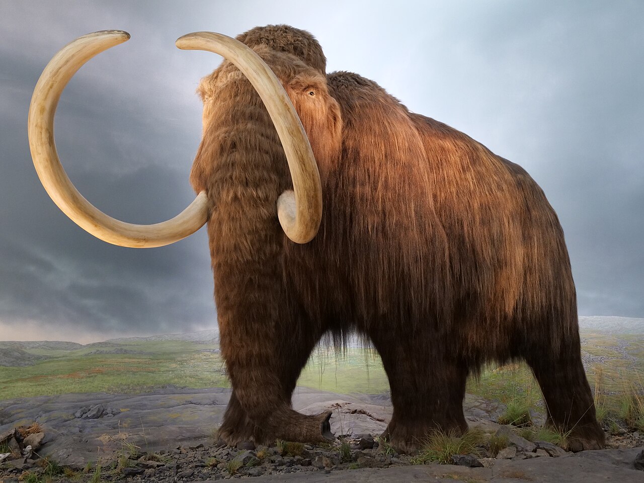 Mamut z Michigan. Sensacyjne odkrycie prehistorycznego giganta